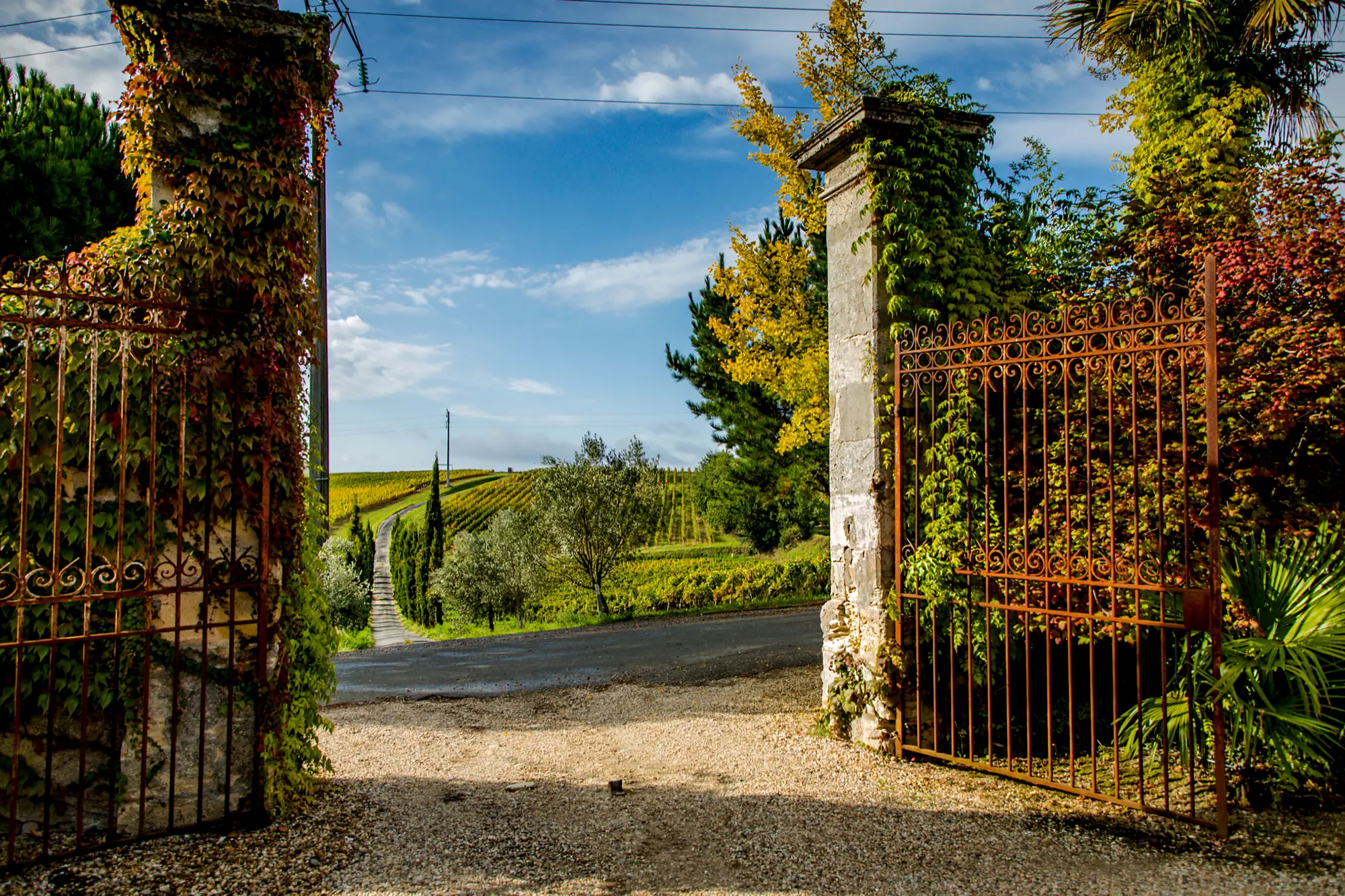Open iron gates onto a gravel drive leading into vineyard rows